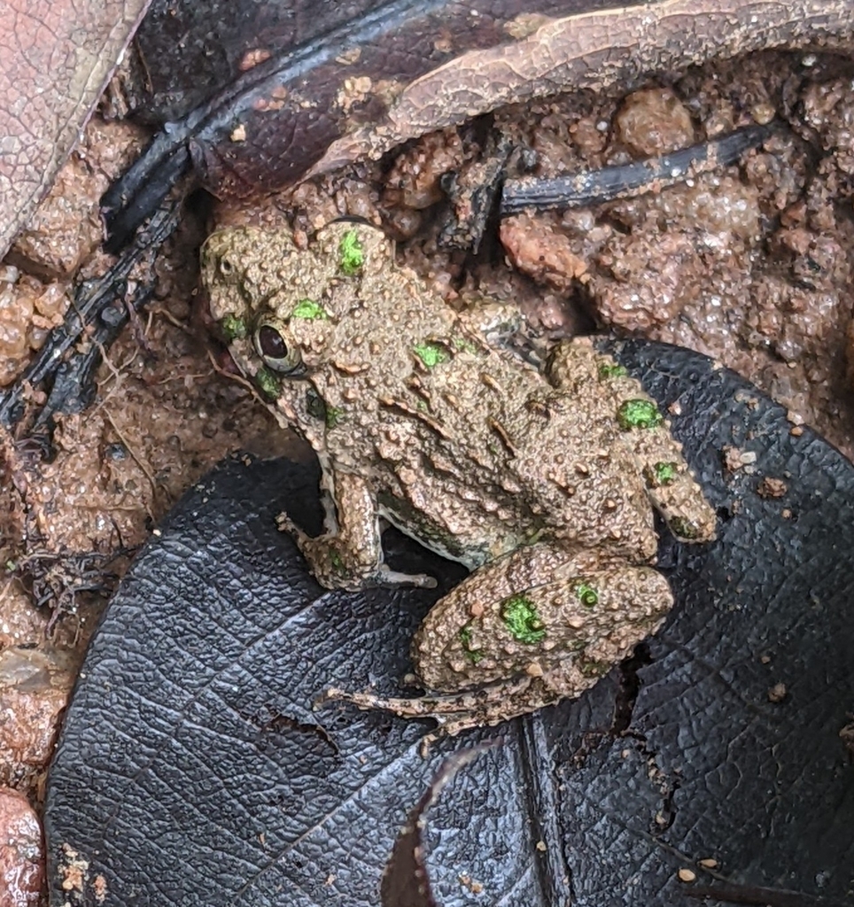 Chiang Mai Rain-Pool Frog