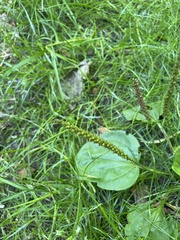 Plantago major