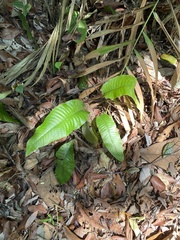 Tectaria singaporiana