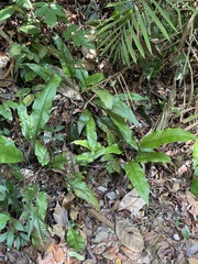 Tectaria singaporiana