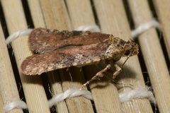 Agonopterix purpurea