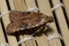 Agonopterix purpurea