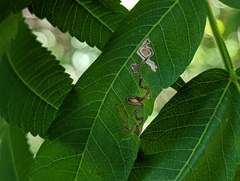 Stigmella intermedia