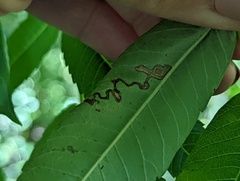 Stigmella intermedia
