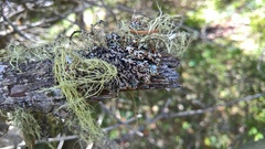 Hypogymnia austerodes