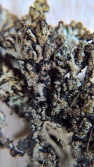 Hypogymnia austerodes