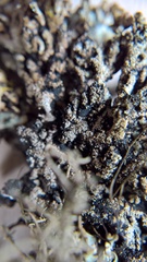 Hypogymnia austerodes