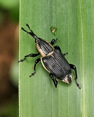 Cercidocerus