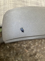 Chrysobothris chlorocephala