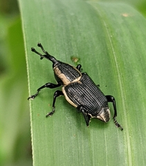 Cercidocerus