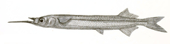 Redtipped Halfbeak photo 2