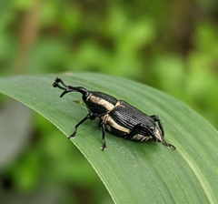 Cercidocerus