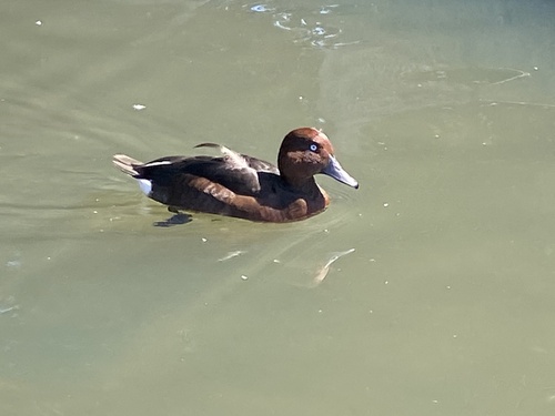 Porrón pardo (Aythya nyroca)