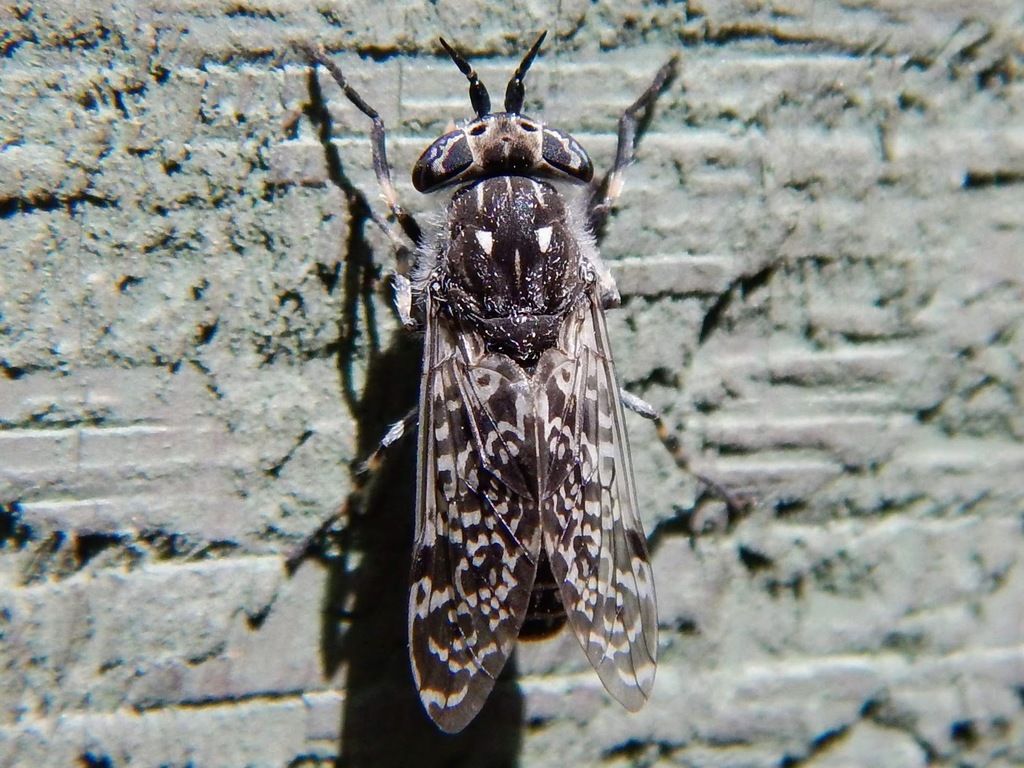 Haematopota americana