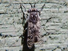 Haematopota americana