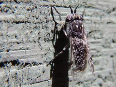 Haematopota americana