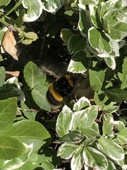 Bombus terrestris
