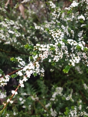 Thryptomene calycina