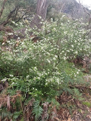 Thryptomene calycina