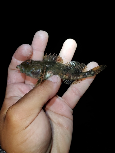 Grubby sculpin (Myoxocephalus aenaeus) — Cottidae