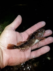 Myoxocephalus aenaeus