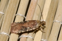 Agonopterix purpurea