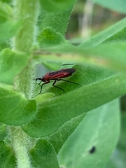 Lopidea instabilis