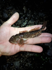 Myoxocephalus aenaeus