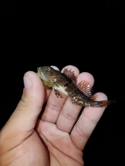 Myoxocephalus aenaeus