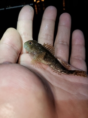 Myoxocephalus aenaeus