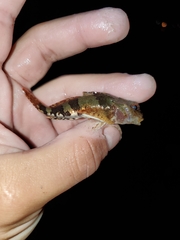 Myoxocephalus aenaeus