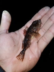 Myoxocephalus aenaeus