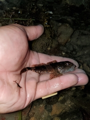 Myoxocephalus aenaeus