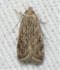 Helcystogramma chambersella