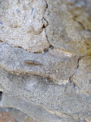 Petrobius