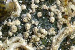 Spirorbis tridentatus