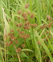 Juncus validus