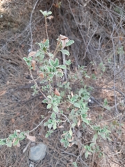 Cistus salviifolius