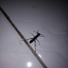 Sphecidae