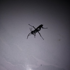 Sphecidae