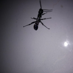Sphecidae