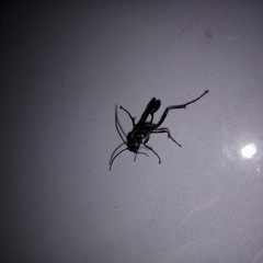 Sphecidae