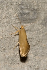 Crassa unitella