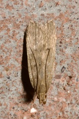 Dichomeridinae