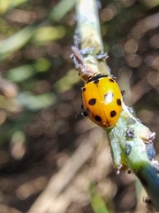 Hippodamia variegata