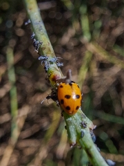 Hippodamia variegata