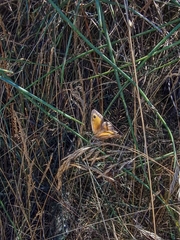 Pyronia tithonus
