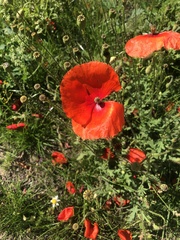Papaver