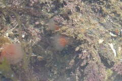 Morchellium argus