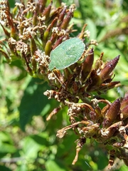 Palomena prasina